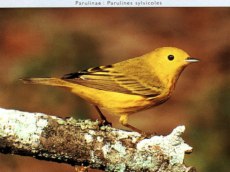 Ds-Oiseau 041-Yellow Warbler-perching on tree.jpg