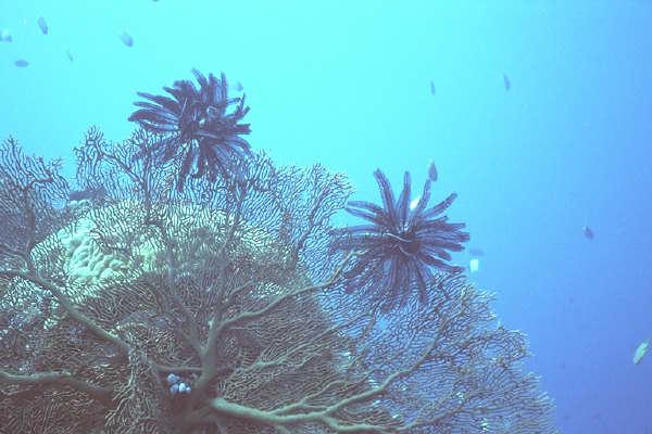 Crinoids-on Sea Fan-diving in Palau.jpg