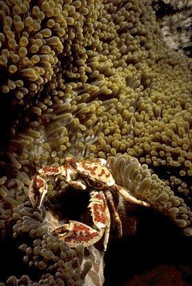 andyangela1-Porcelain or Anemone Crab-and-Carpet Sea Anemone.jpg