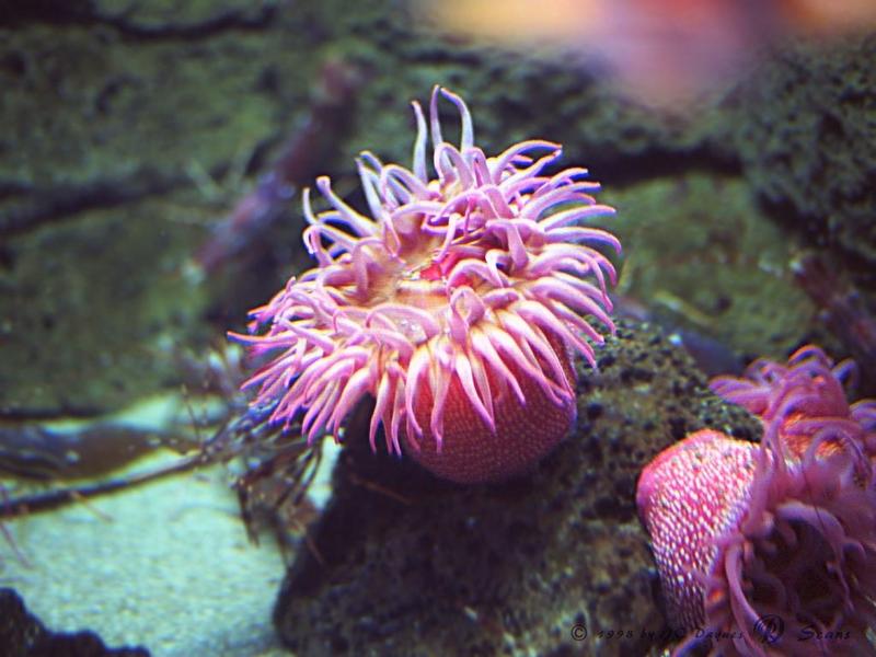 anemone1-Bright Pink Sea Anemones.jpg