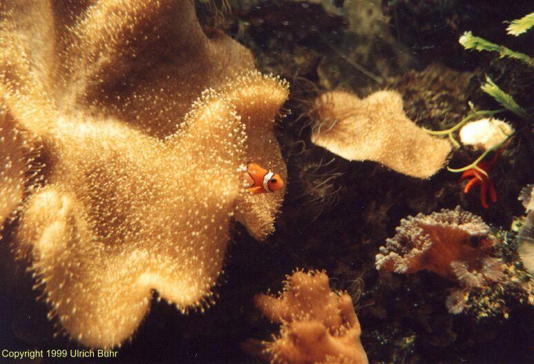 Coralfish-Clownfish-in-Sea Anemone.jpg