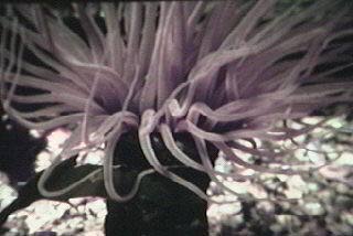 Sea Anemone-Cerianthus sp.jpg