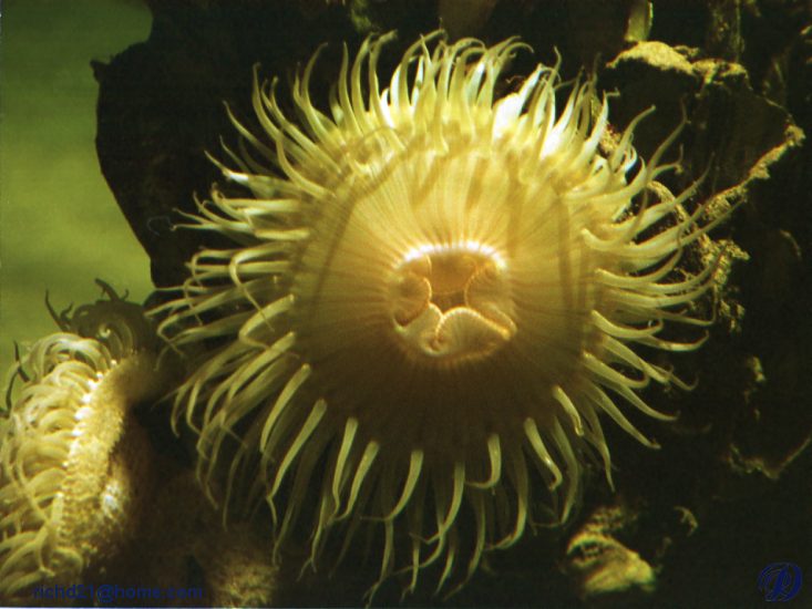 Yellow Sea Anemone 2F.jpg