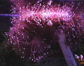 Sea Anemone-Heteractis magnifica.jpg