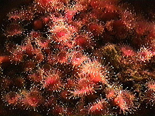 Sea Anemones-Flowers-Corynactis californica.jpg