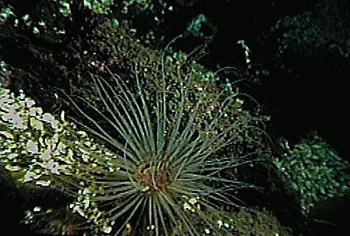 Tube Sea Anemone.jpg