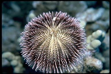 Pseax051-Sea Urchin-closeup.jpg