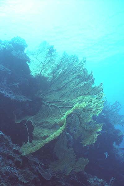 Sea Fan-from Palau.jpg