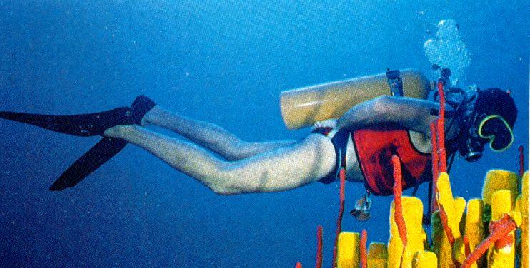 alb20022-Yellow Tube Sponges-with scuba diver.jpg