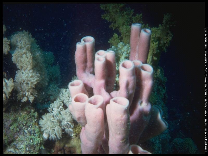 deepsea-Soft Corals and Pink Tube Sponge-sub00073.jpg