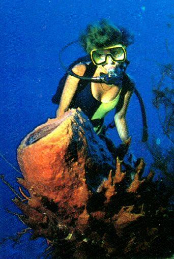 alb30148-Barrel Sponge-with diver girl.jpg