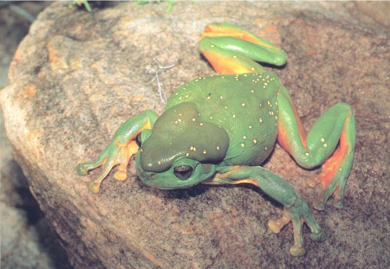 Australian Green Tree Frog Photo Will Chaffey.jpg