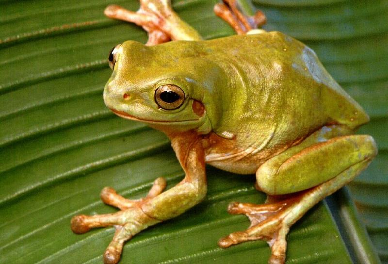 frog9925-Australian Tree Frog.jpg