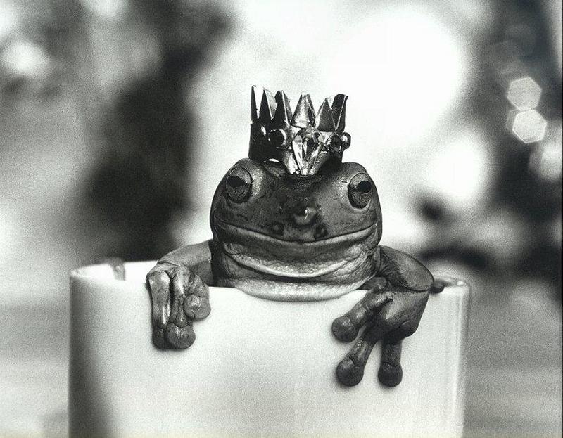 jr dmcenery the-frog-prince.jpg