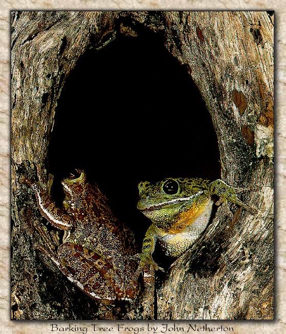 jnfrog027-Barking Tree Frogs-Couple.jpg