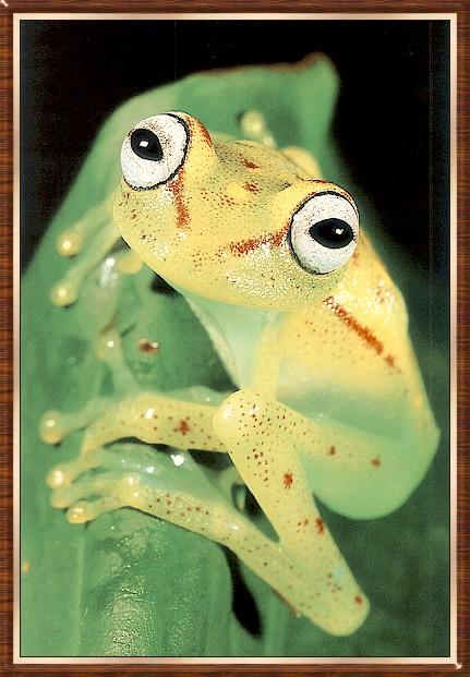 Frog bb002-Common Polkadot Treefrog.jpg