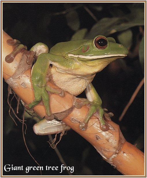 rep-011-Giant Green Tree Frog-On Branch.jpg