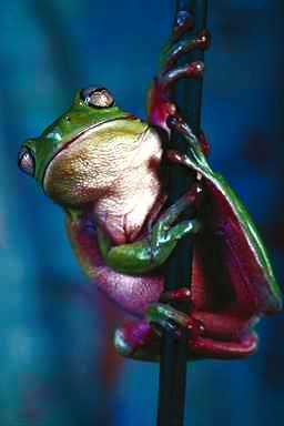 Frog07-Treefrog.jpg