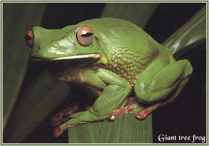 rep-014-Giant Tree Frog-Closeup.jpg