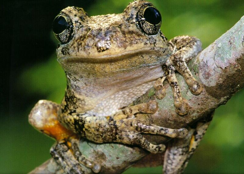 frog9924-Common Gray Tree Frog.jpg