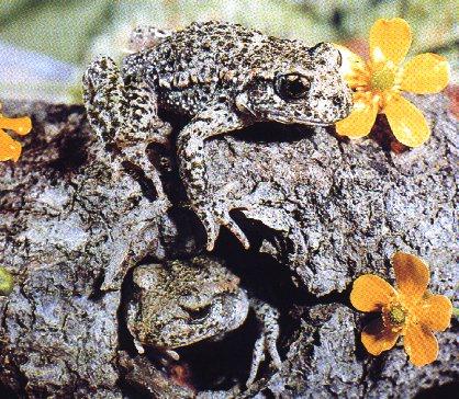 Frogs-Gray Treefrogs-pair comouflaged on log.jpg