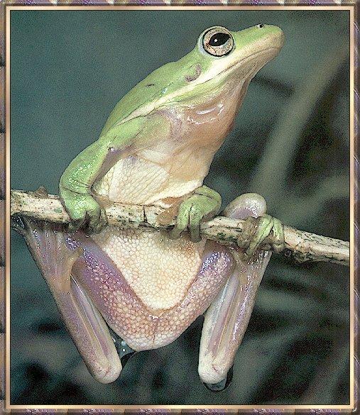 Frog bb009-Green Treefrog-hanging branch.jpg