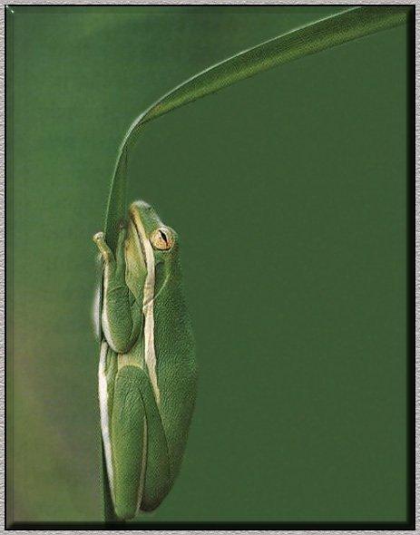 Green Tree Frog 01-Hanging Leaf.jpg
