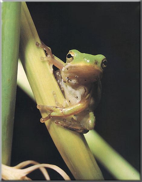 Green Tree Frog 04-Hanging leaf.JPG