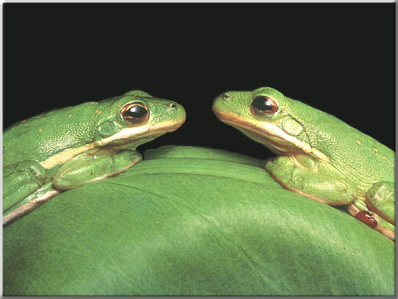 Green Tree Frog 05-Pair in symmetric pose on leaf.JPG