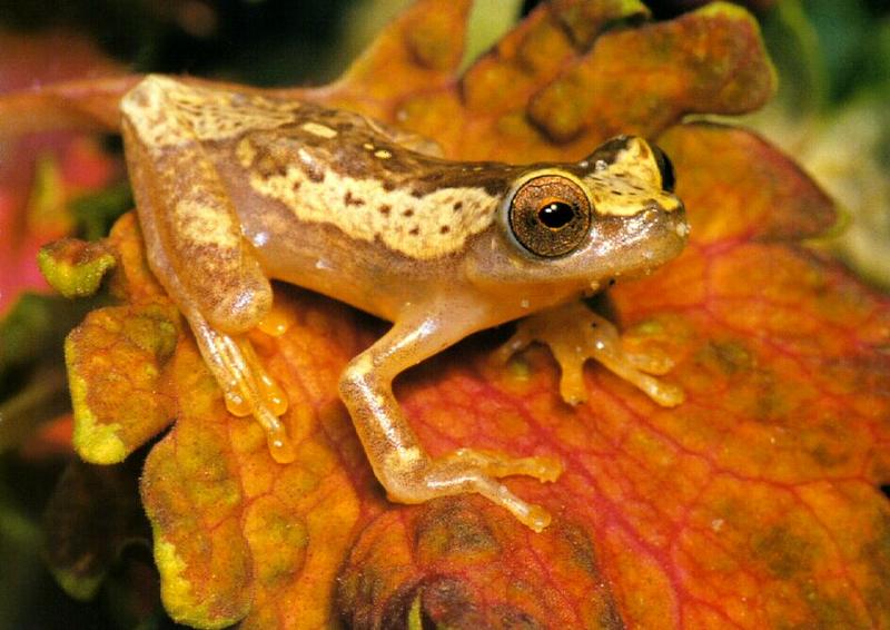 frog9918-Hourglass Treefrog-on leaf.jpg