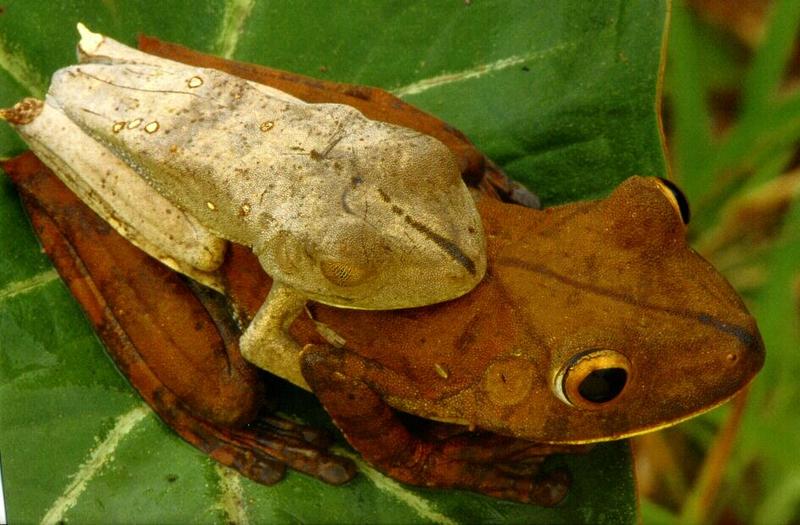 frog9930-Tropical Tree Frogs-Mating.jpg