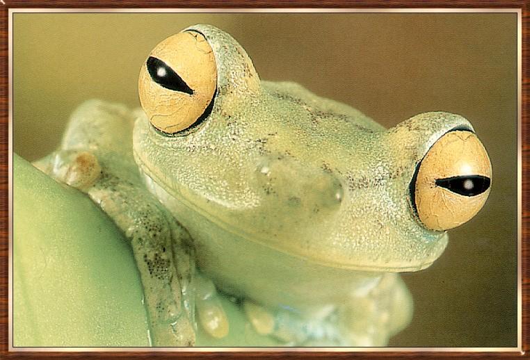 Frog bb003-Pacific Green Treefrog-face closeup.jpg