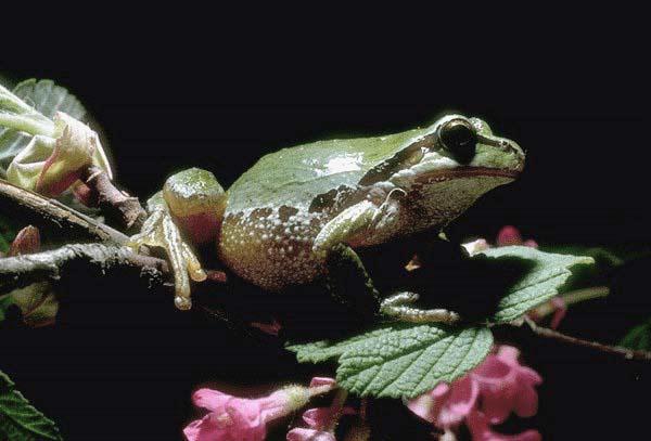Ffrog-On Tree.jpg