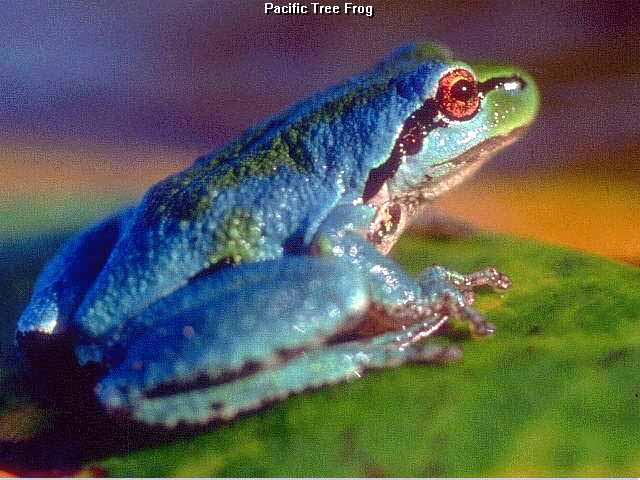 Pacific Tree Frog-Blue On Leaf.jpg