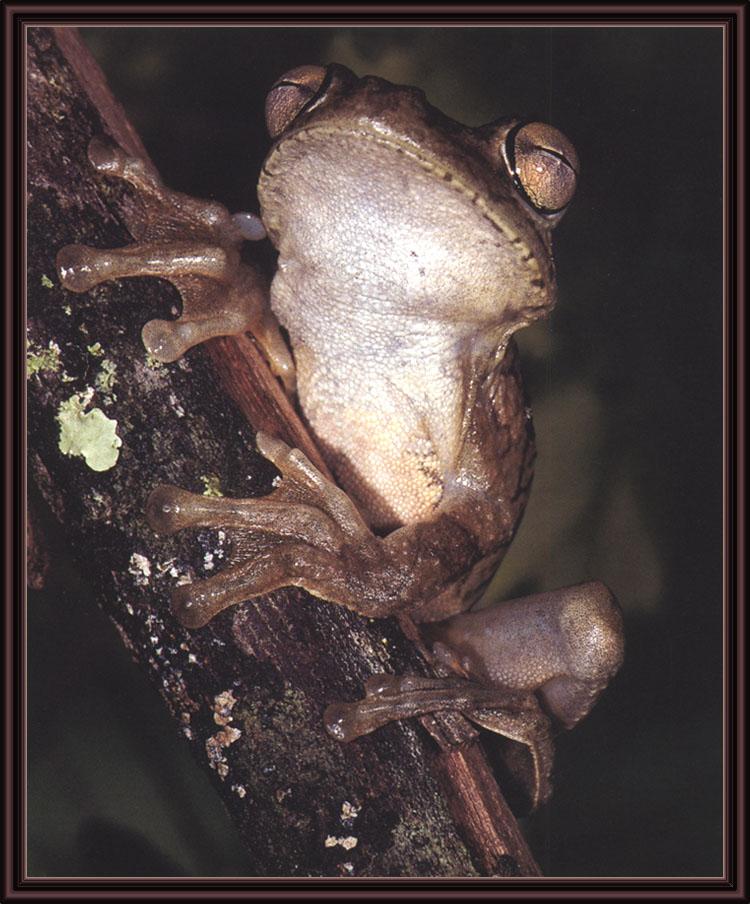 ksw-f-feb2k-brian kenney-rosenberg\'s tree frog.jpg