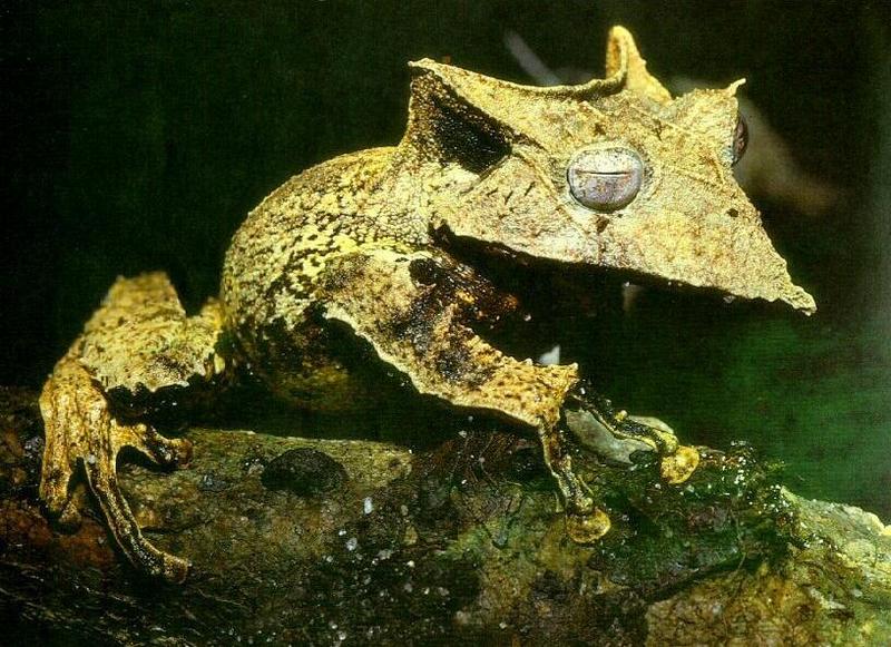 frog9948-Sleepy-eyed Treefrog-closeup.jpg