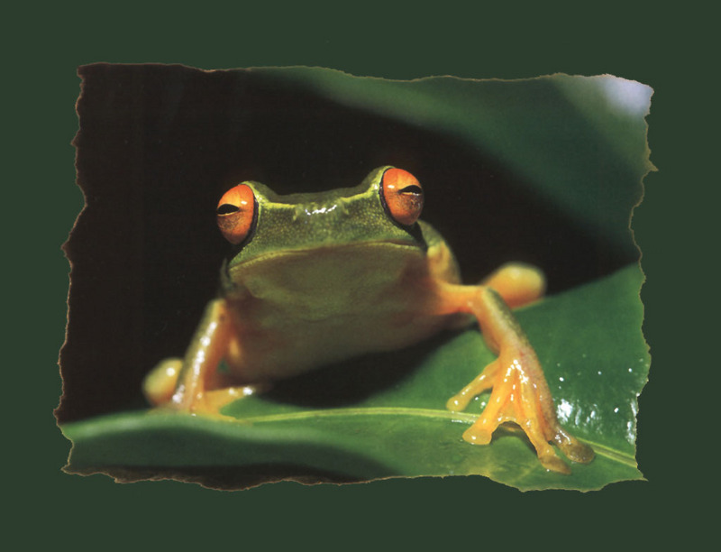 KsW-WWF-Frog-97-Orange-eyed Treefrog-on leaf.jpg