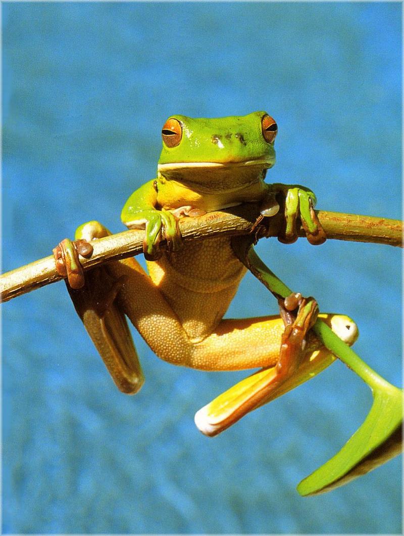 Daintree Frog.jpg