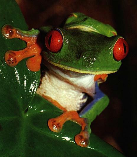 Trad groda 1-Red-eyed Treefrogs-closeup.jpg