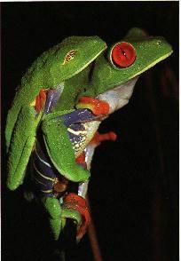 Trad groda 2-Red-eyed Treefrogs-mating.jpg