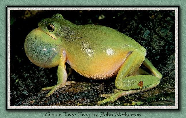 jnfrog028-Green Tree Frog.jpg