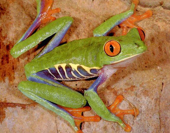 agalychnis-Red-eyed Treefrog-closeup.jpg