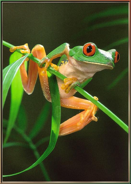 Bishop Nic-Red-Eyed Tree Frog 01-sj.jpg