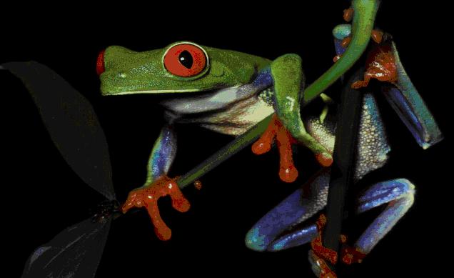 callidryas-Red-eyed Treefrog-haning on grass.jpg