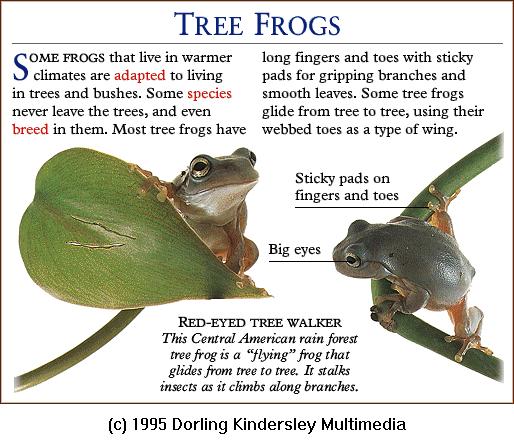 DKMMNature-Amphibian-Tree Frog-Red-eyed Tree Walker.gif