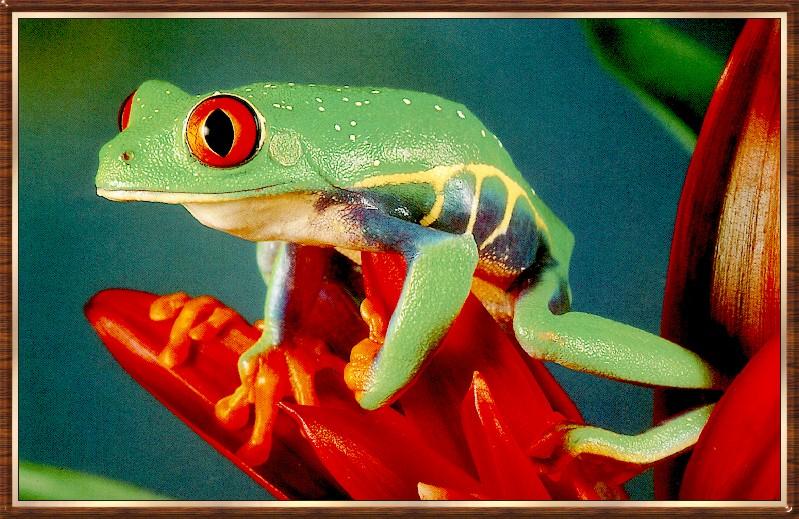 Frog bb001-Red-eyed Leaf Tree Frog-on flower.jpg