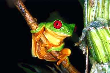 Frog03-Red-eyed Treefrog.jpg