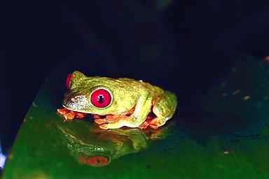 Frog04-Red-eyed Treefrog.jpg