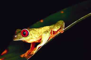 Frog05-Red-eyed Treefrog.jpg