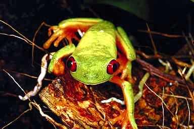 Frog06-Red-eyed Treefrog.jpg